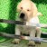 拉布拉多犬黑色奶白色活体纯种双血统大骨架大头版