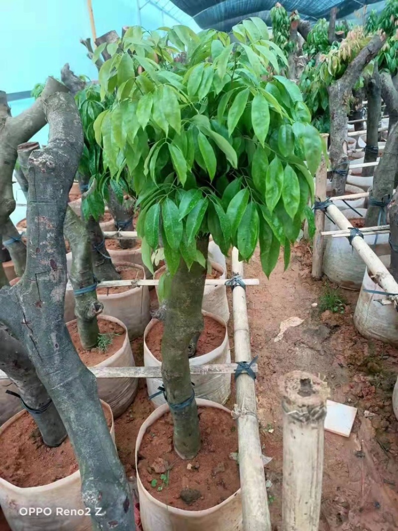 荔枝苗桩头苗分叉开叉荔枝树苗高压苗圈枝苗绿化景观苗