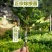 澳洲坚果苗树苗桂热1号嫁接苗夏威夷果树苗