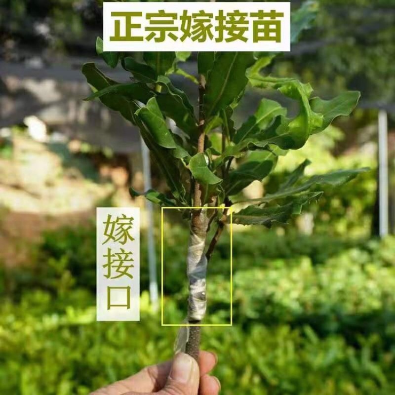 澳洲坚果苗树苗桂热1号嫁接苗夏威夷果树苗