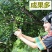 澳洲坚果苗树苗桂热1号嫁接苗夏威夷果树苗
