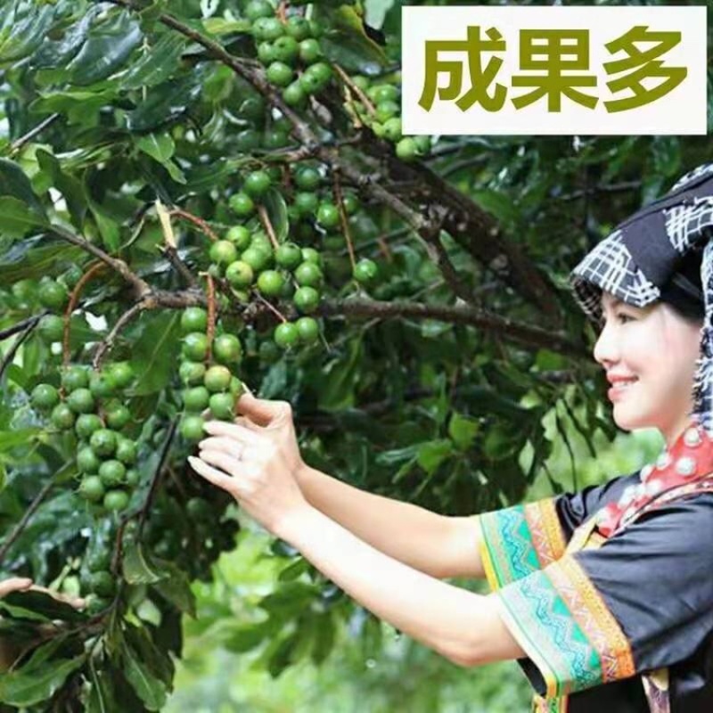 澳洲坚果苗树苗桂热1号嫁接苗夏威夷果树苗