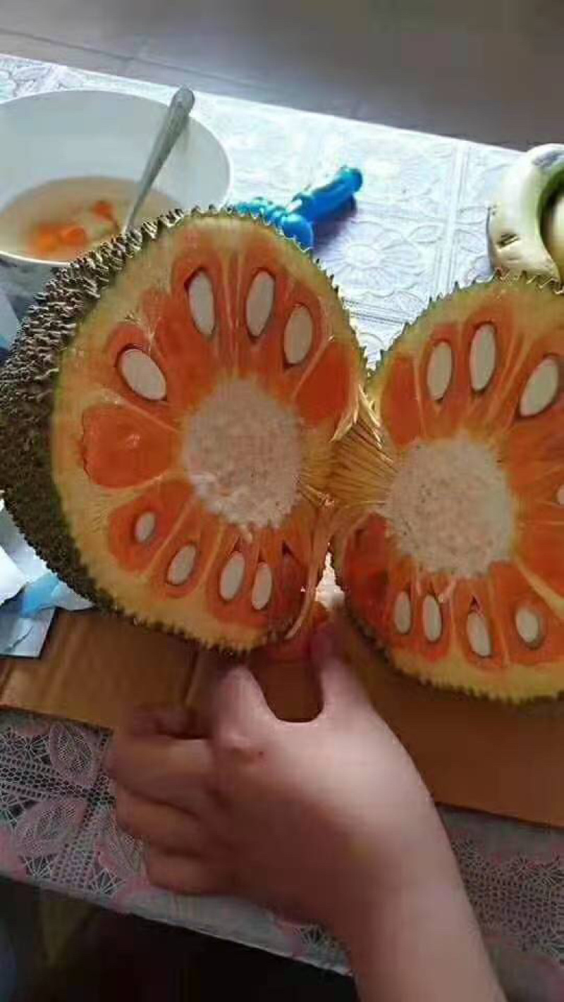 木菠萝马来西亚一号泰国黄肉红肉干苞菠萝蜜苗