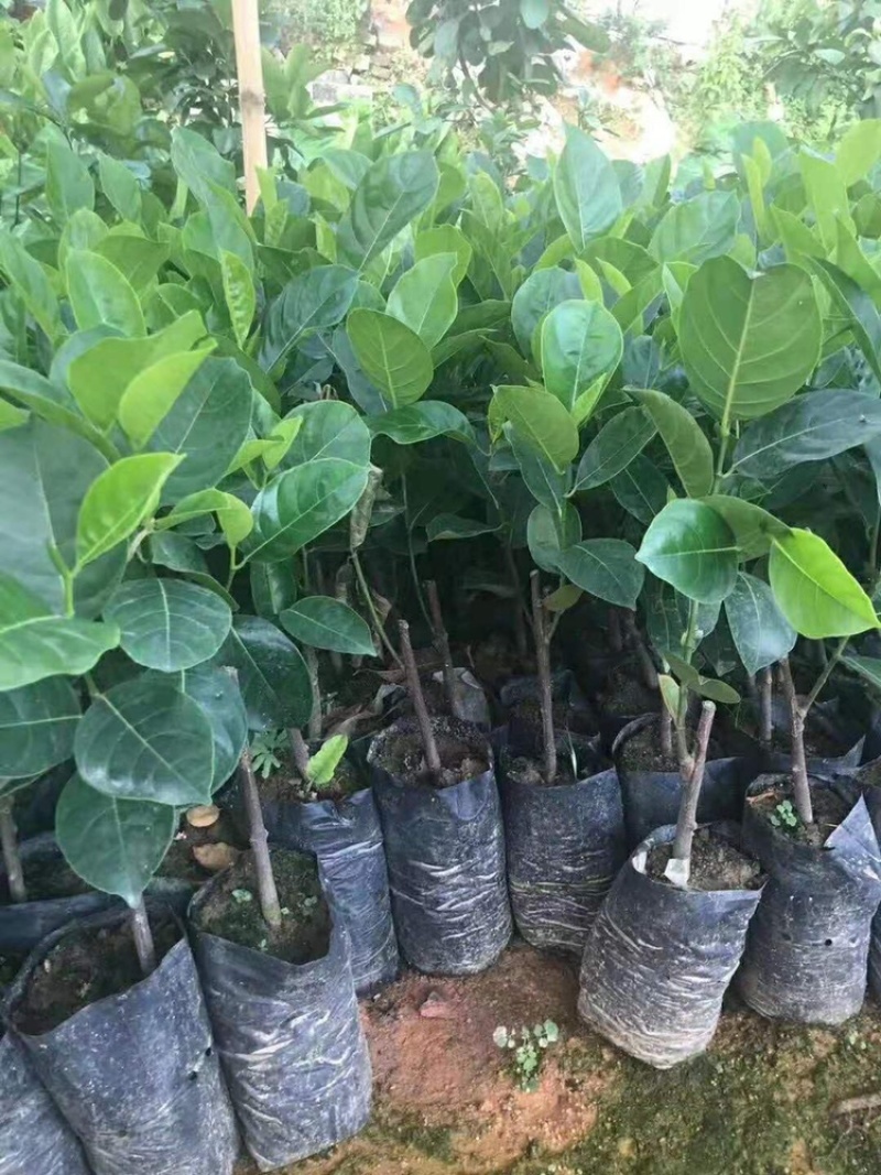 木菠萝马来西亚一号泰国黄肉红肉干苞菠萝蜜苗