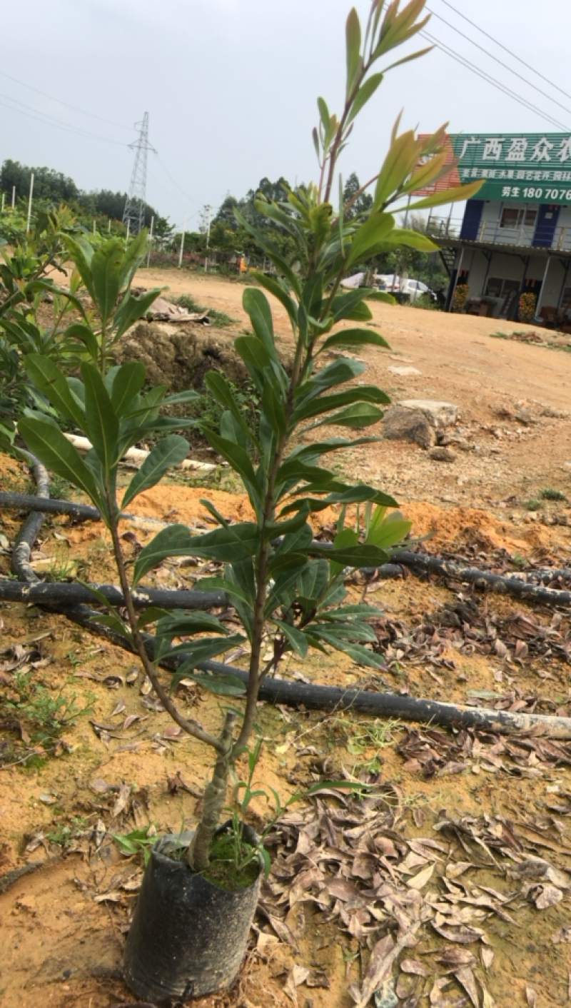 杨梅树苗嫁接东魁杨梅树苗六月杨梅迟熟早熟带叶带土发货