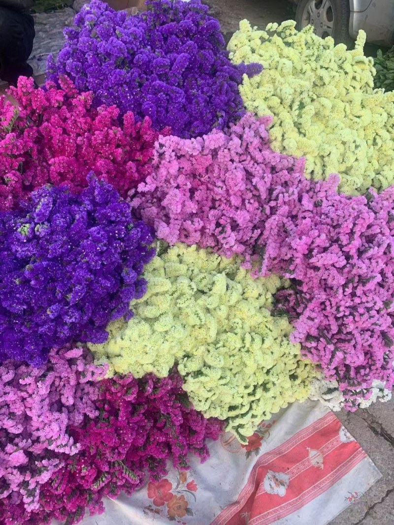鲜花花色齐勿忘我水晶花情人草只做云南鲜花