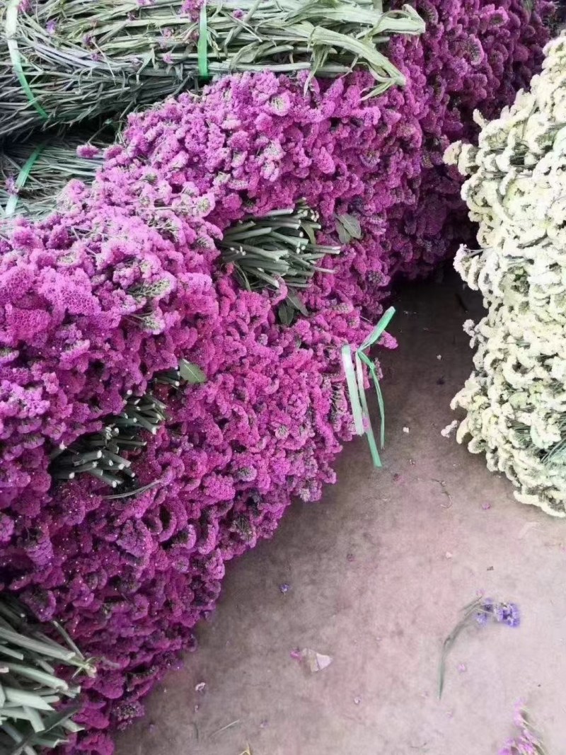 鲜花花色齐勿忘我水晶花情人草只做云南鲜花