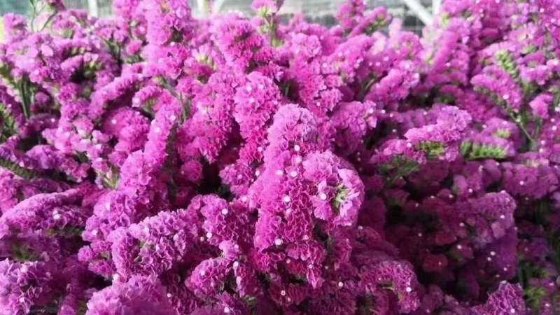 鲜花花色齐勿忘我水晶花情人草只做云南鲜花