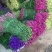 鲜花花色齐勿忘我水晶花情人草只做云南鲜花