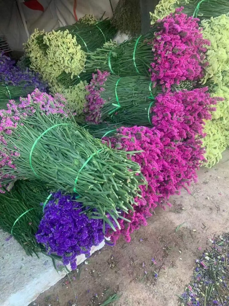 鲜花花色齐勿忘我水晶花情人草只做云南鲜花