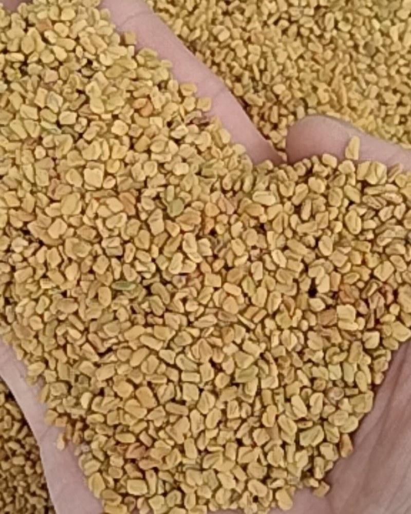 葫芦巴，常年批发供应农副产品葫芦巴，量大从优