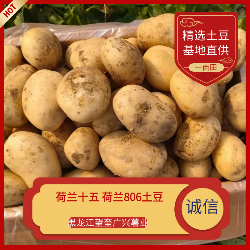 【优选】黑龙江土豆荷兰十五荷兰七颜色好薯型好土豆