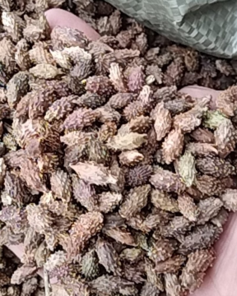 苍耳子，常年批发供应苍耳子产地直销，量大从优