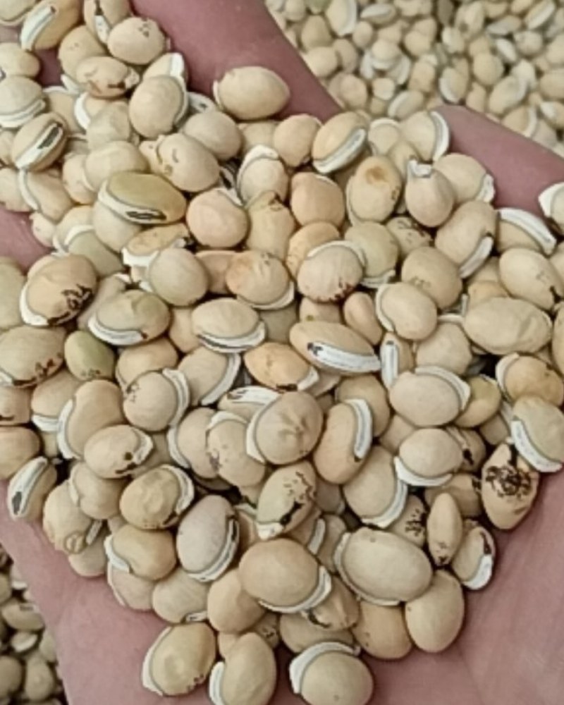 白扁豆，常年批发供应中药材，白扁豆，扁豆