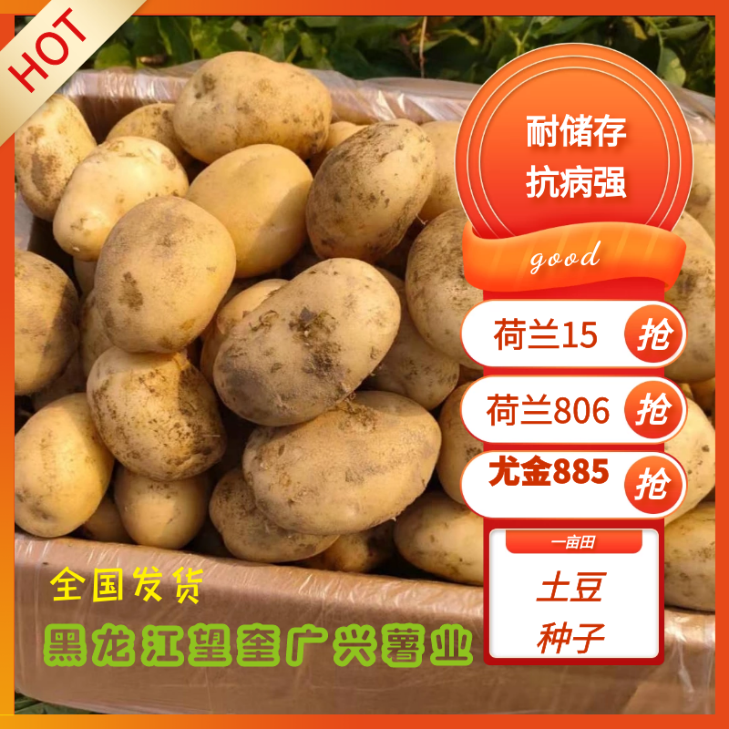 荷兰十五土豆种薯热卖中质量好产量高抗病发往全国各地