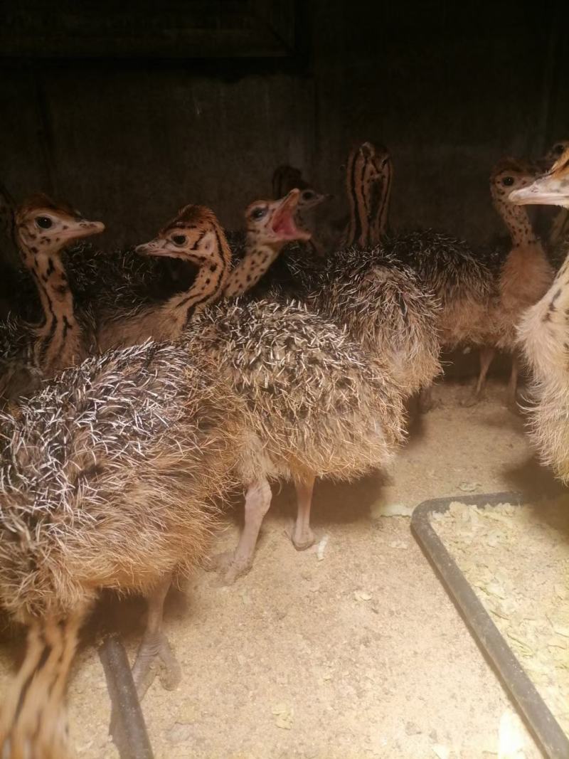 非洲鸵鸟苗澳洲鸵鸟苗成年可达300多斤