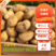 脱毒种薯荷兰十五荷兰七荷兰806原种抗病高产耐储存