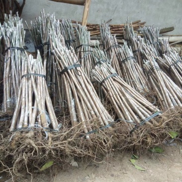 芒果树苗实生苗缅甸8号海南种送生根粉包邮