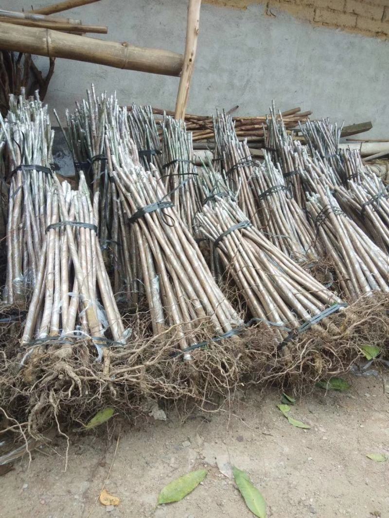 芒果树苗实生苗缅甸8号海南种送生根粉包邮