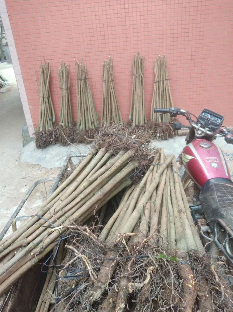 芒果树苗实生苗缅甸8号海南种送生根粉包邮