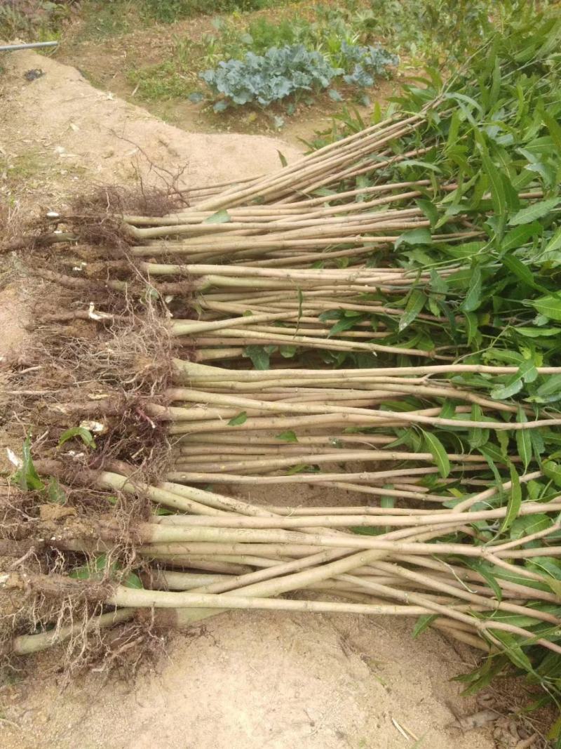 芒果树苗实生苗缅甸8号海南种送生根粉包邮
