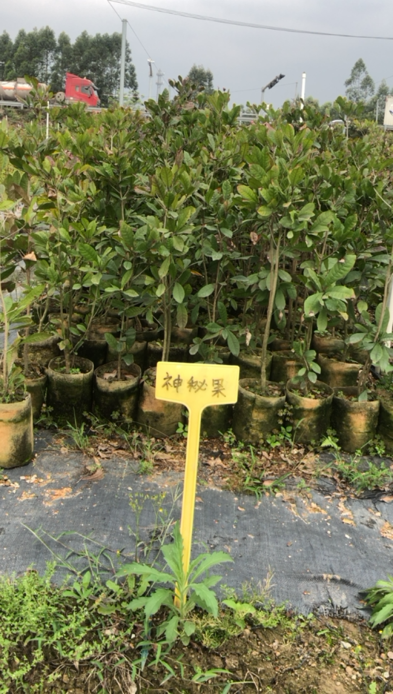 四季神秘果树苗神奇果当年开花结果变味果梦幻果奇迹果