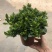 特级160规格桅子花