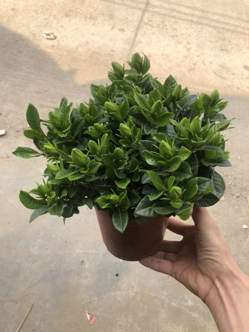 特级160规格桅子花