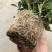 特级160规格桅子花