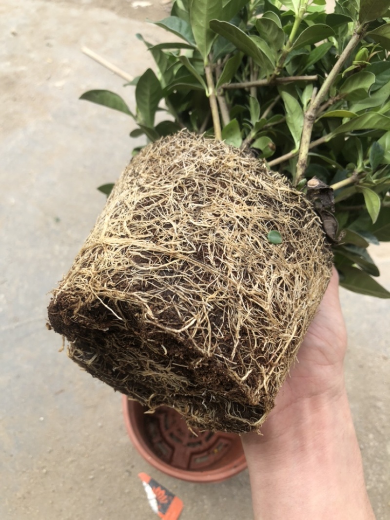 特级160规格桅子花