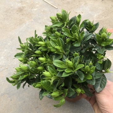 特级160规格桅子花