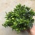 特级160规格桅子花