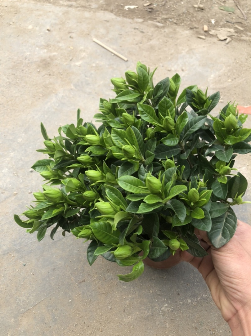 特级160规格桅子花