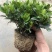 特级160规格桅子花