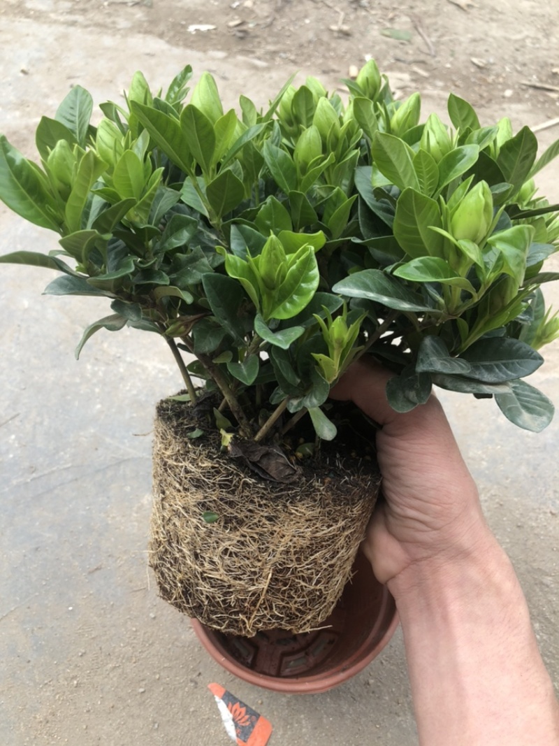 特级160规格桅子花