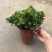 特级160规格桅子花