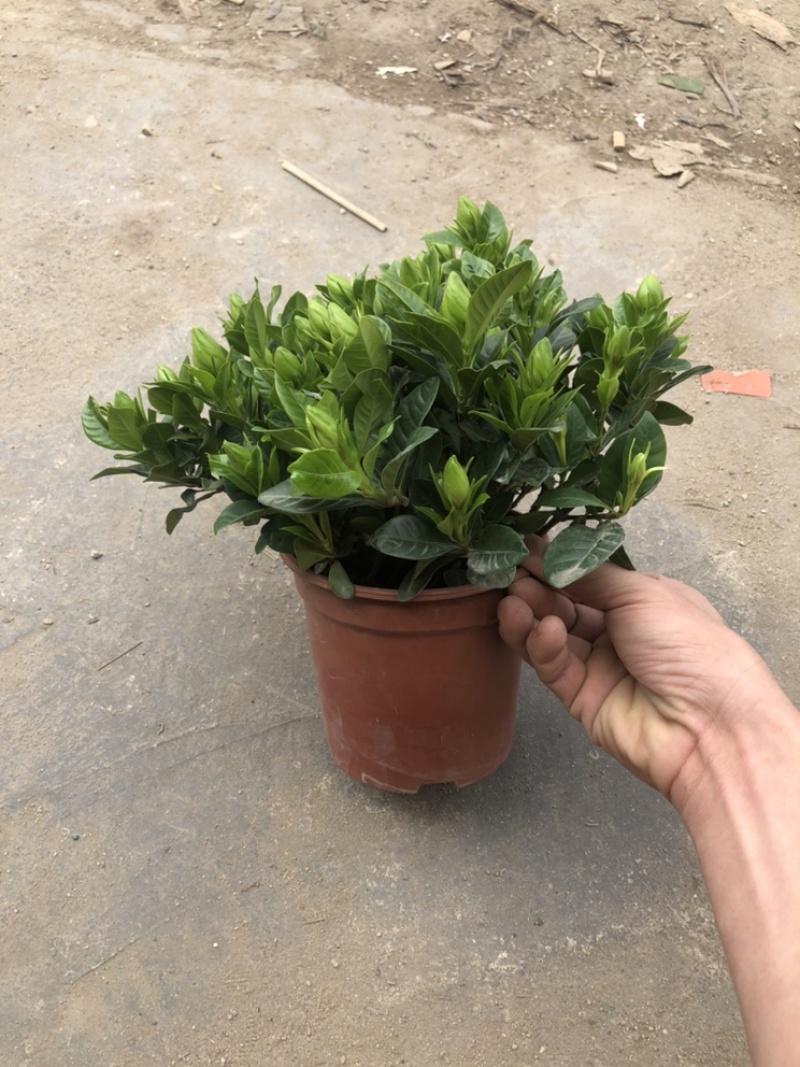 特级160规格桅子花