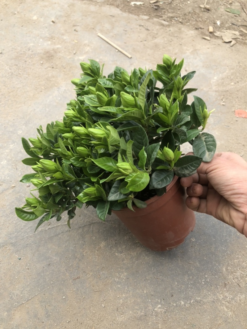 特级160规格桅子花