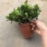 特级160规格桅子花