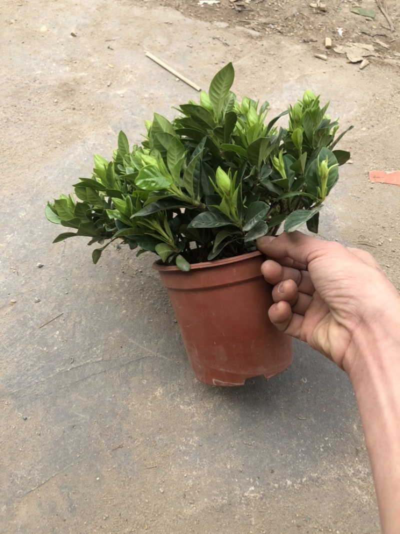 特级160规格桅子花