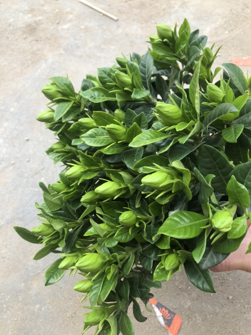 特级160规格桅子花