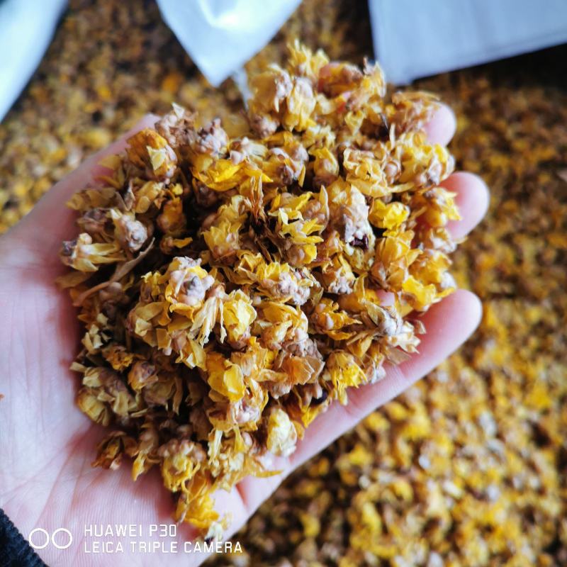 腊梅花包邮发货新货量大从优一手货源可常年供应