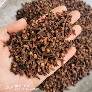 丁香公丁香母丁香干货常年供大货批发零售