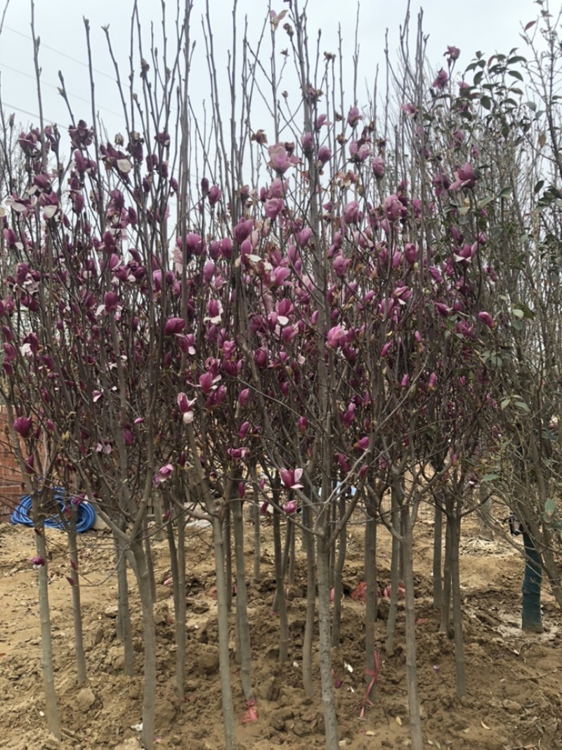出售3-6cm紫玉兰