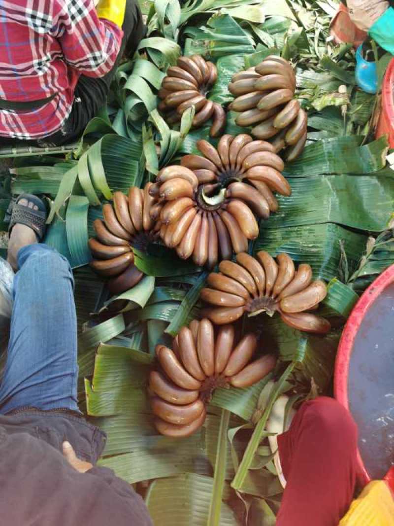 热带水果海南红蕉大工地