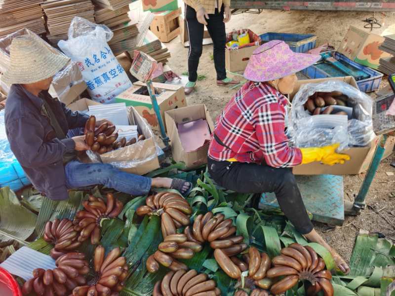 热带水果海南红蕉大工地