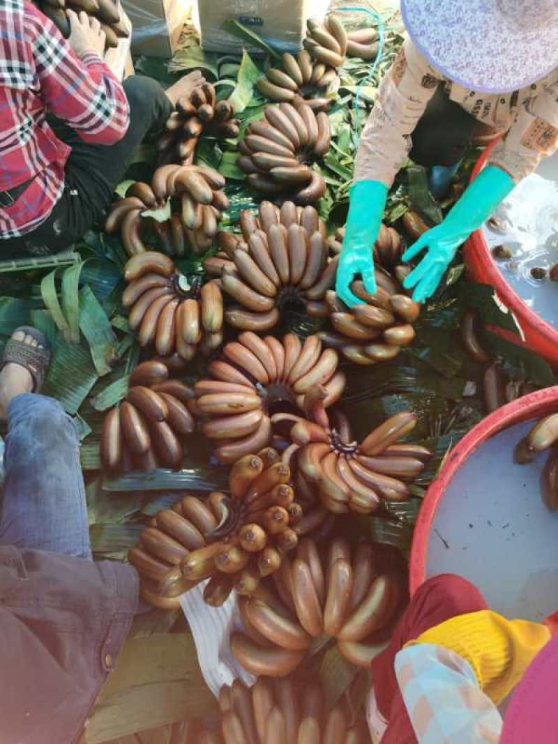 热带水果海南红蕉大工地