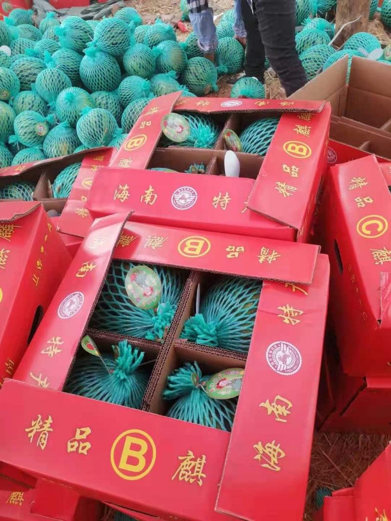 海南无籽美都西瓜无籽麒麟西瓜对接电商超市市场批发