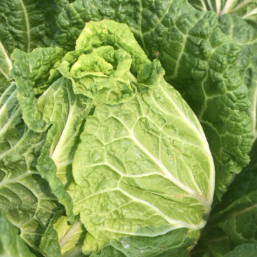 大量大白菜几十亩便宜便宜