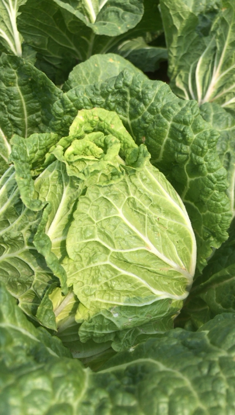 大量大白菜几十亩便宜便宜